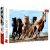 Trefl - 1000 darabos puzzle csomag - Vágtázó lovak - 02371