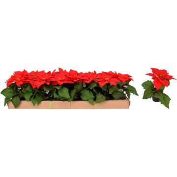 Mikulásvirág műanyagcserépben, 19 cm, 19367
